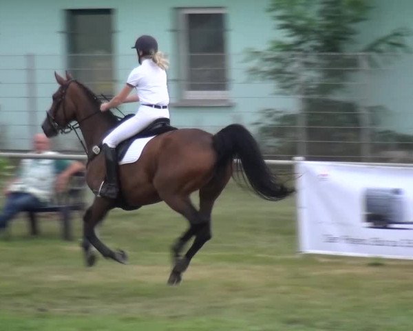 Reitturnier Gardelegen 2015