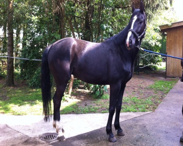 broodmare Loreley (Westphalian, 2008, from Lugato)