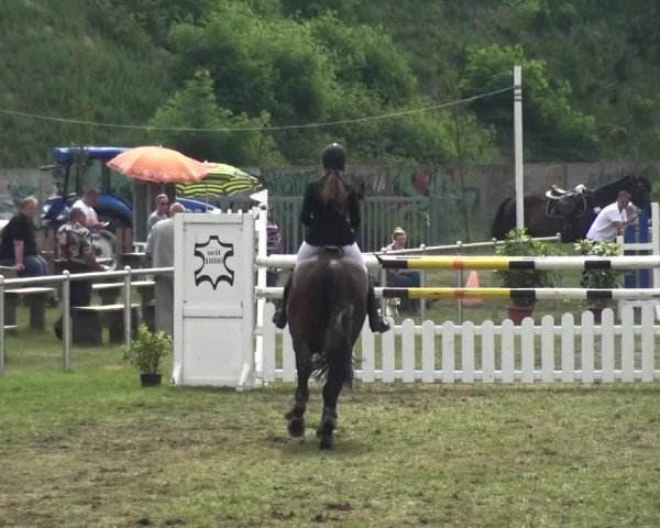 Reitturnier Gardelegen 2015