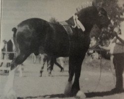 stallion Thistle Ridge Argyll Teddy (Clydesdale, 1990, from Commander Mark Argyll)