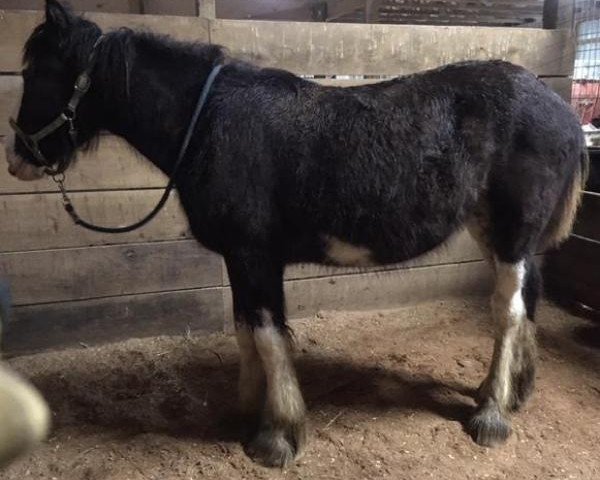 Pferd Carpenter's Princess Cassi (Clydesdale, 2018, von Grandview Jack's Warlock)