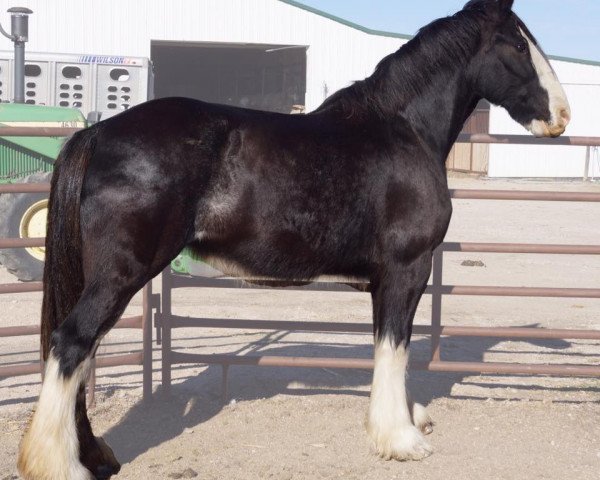 broodmare Grandview Eli's Nina (Clydesdale, 2004, from Armageddon's Lord Elijah)