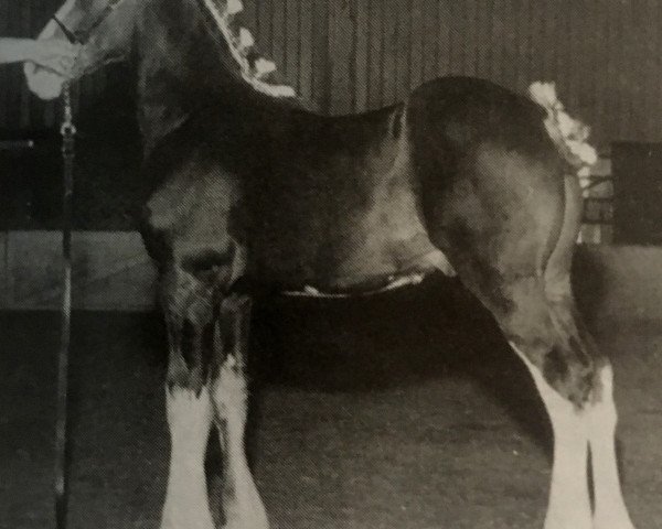 horse Grandview Eli's Lasting Impression (Clydesdale, 2002, from Armageddon's Lord Elijah)