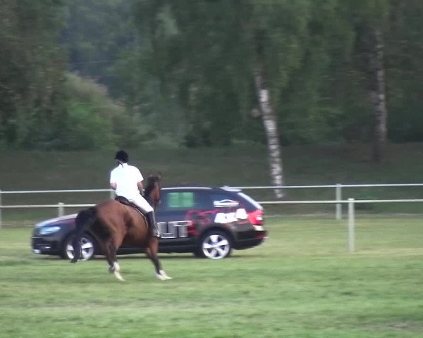 Reitturnier Gardelegen 2015