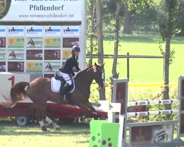 Reitturnier Pfullendorf 2015