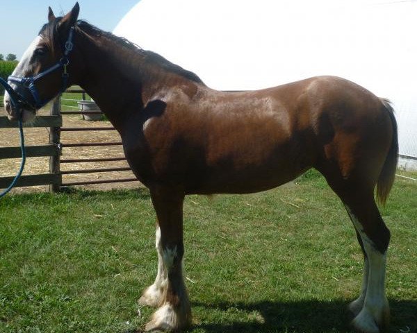 Pferd Glencoe Sweet Peyton (Clydesdale, 2012, von Cedarlane Duncan)