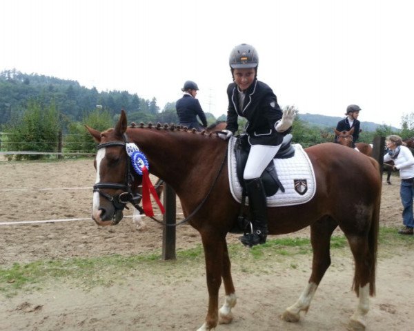 Dressurpferd Principal Pepe (Deutsches Reitpony, 2001, von Principal Boy)