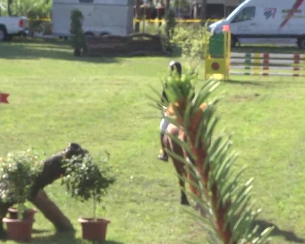 Reitturnier Pfullendorf 2015