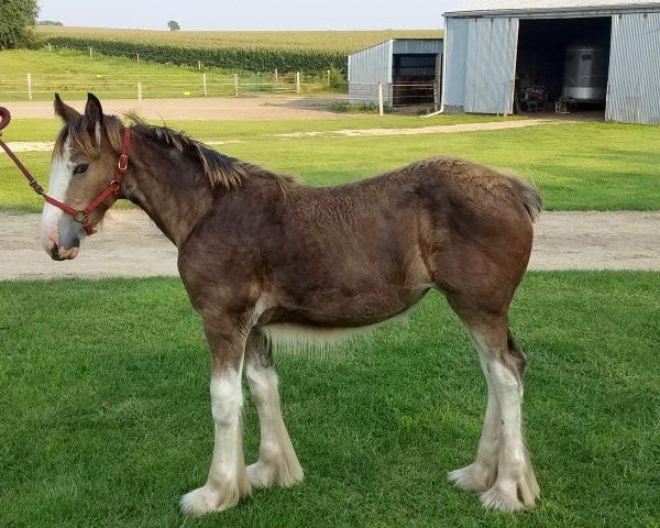 horse Glencoe Sweet Finley (Clydesdale, 2018, from Kellois Taylor Mitchell)