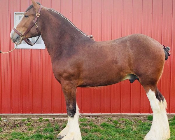 horse Love's Brier (Clydesdale, 2017, from Aghadowey Prince William)