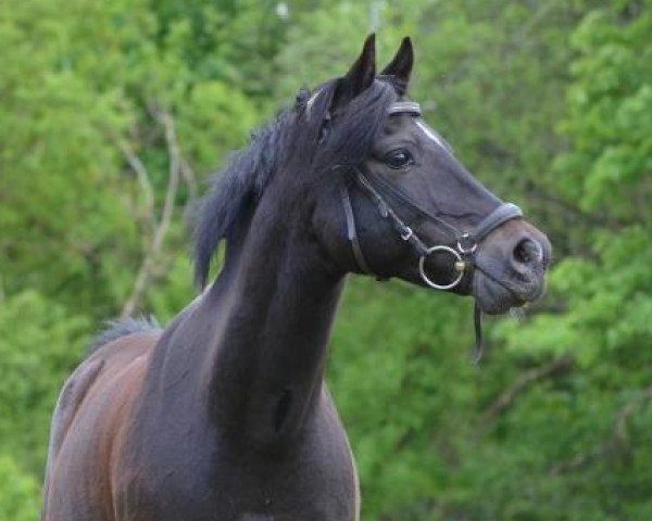 dressage horse Frankenhöh's Black Magic (German Riding Pony, 1997, from Carmana's Black Boy)
