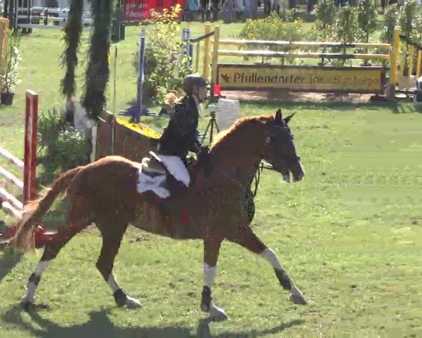 Reitturnier Pfullendorf 2015