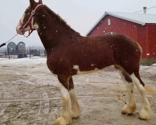 horse Glencoe Sweet Addison (Clydesdale, 2016, from H.M.H. Rockin Bentley) horse Glencoe Sweet Addison (Clydesdale, 2016, from H.M.H. Rockin Bentley)