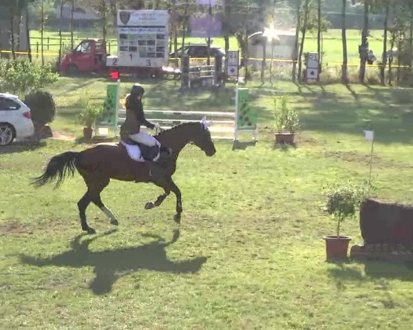 Reitturnier Pfullendorf 2015