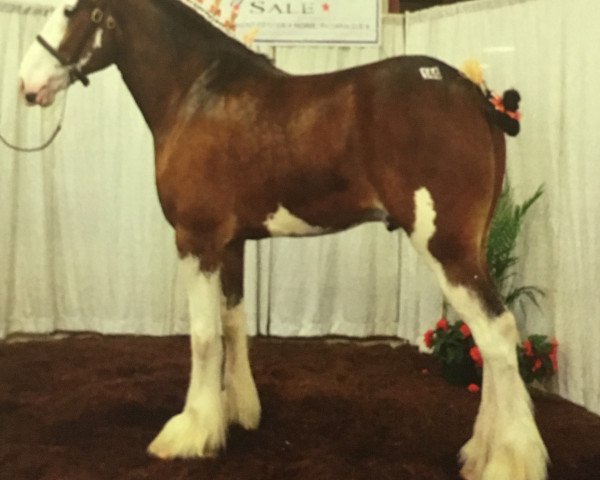 horse Glencameron City's Boy (Clydesdale, 2010, from City Simply the Best)