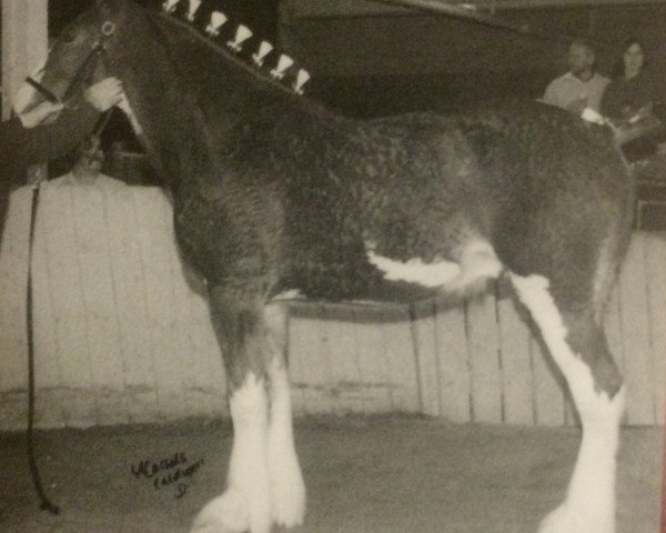 horse Glencameron Jack (Clydesdale, 2001, from Bandirran True Fashion)