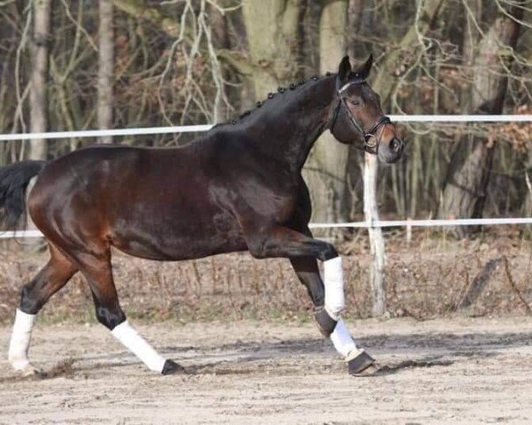 broodmare Chiquita (Bavarian, 2008, from Chico's Boy)