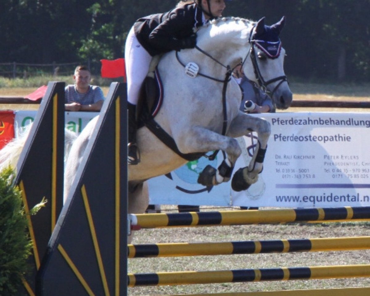 Springpferd Carthano 6 (Hannoveraner, 2009, von Carry Gold)