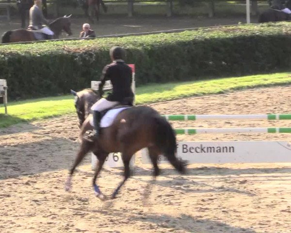 Reitturnier Recklinghausen 2015
