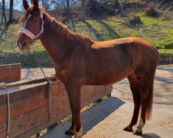 jumper Omira (Oldenburg show jumper, 2010, from Okidoki van't Gelutt)