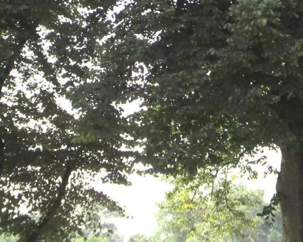 Reitturnier Recklinghausen 2015