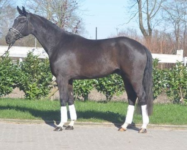 horse Fürstenstern (Hanoverian, 2016, from Fürst Belissaro)