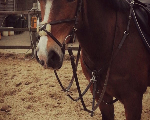 broodmare Frankenbach Patrice (German Riding Pony, 2006, from Ceres Brenin Spider)