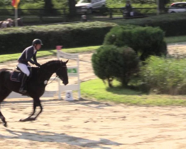 Reitturnier Recklinghausen 2015
