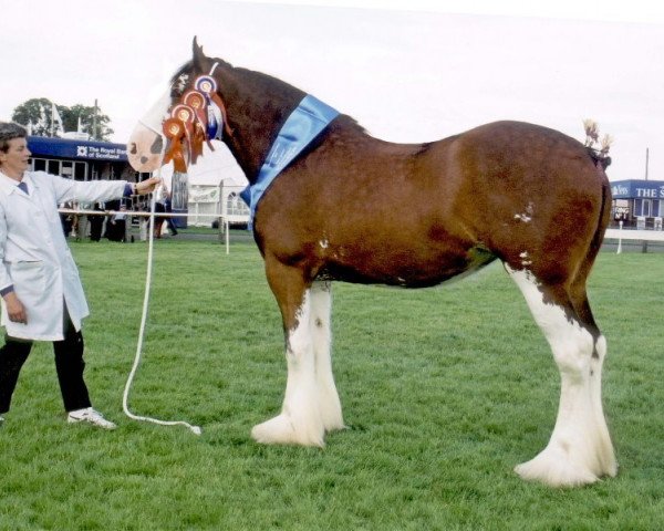 Zuchtstute Howgillside Lady Elizabeth (Clydesdale, 1999, von Millisle Perfection)
