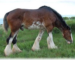 stallion Hewal Classic Bentley (Clydesdale, 1997, from Hewal Benefactor)