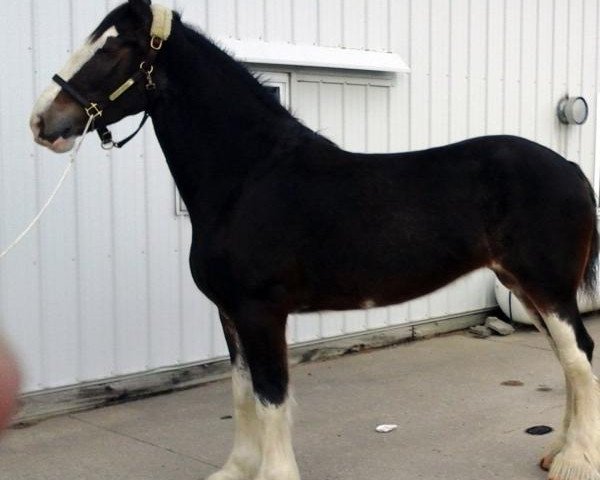 horse George's Fire Cracker Diva (Clydesdale, 2013, from Blackgate Connor)