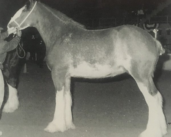 Zuchtstute Thistle Ridge Argyll Fancy (Clydesdale, 1991, von Commander Mark Argyll)