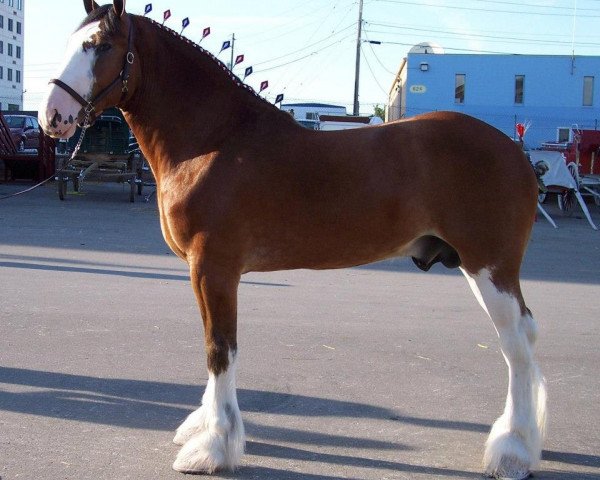 Deckhengst Mahdeen O'Danny Boy (Clydesdale, 2003, von Collessie Independent)