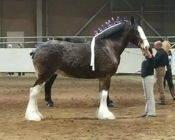 broodmare Willow Way Juliette (Clydesdale, 2009, from Gregglea Maximum Sensation)