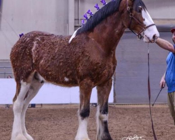 Pferd Gateway Explorer (Clydesdale, 2018, von Little Giants Samson)
