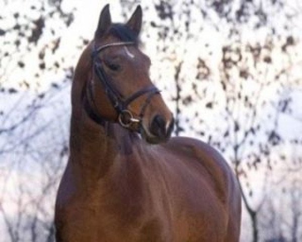 broodmare Dolce Vita (Oldenburg, 1998, from De Niro)