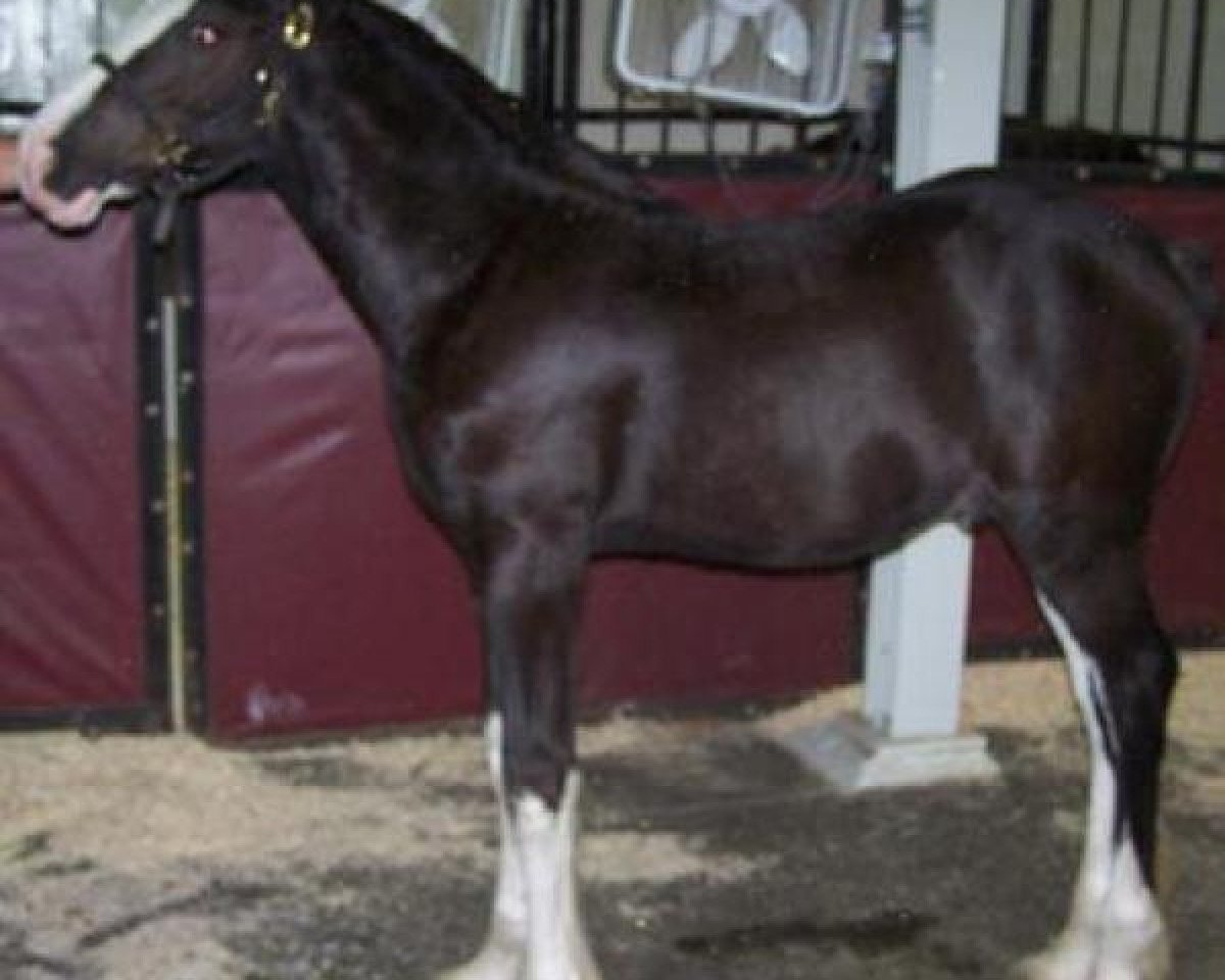 horse Falconledge Mack's First Knight (Clydesdale, 2013, from Midnight Majestic Mack)