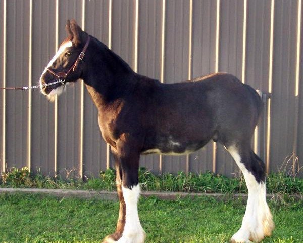 horse Falconledge Mack's Azar (Clydesdale, 2014, from Midnight Majestic Mack)