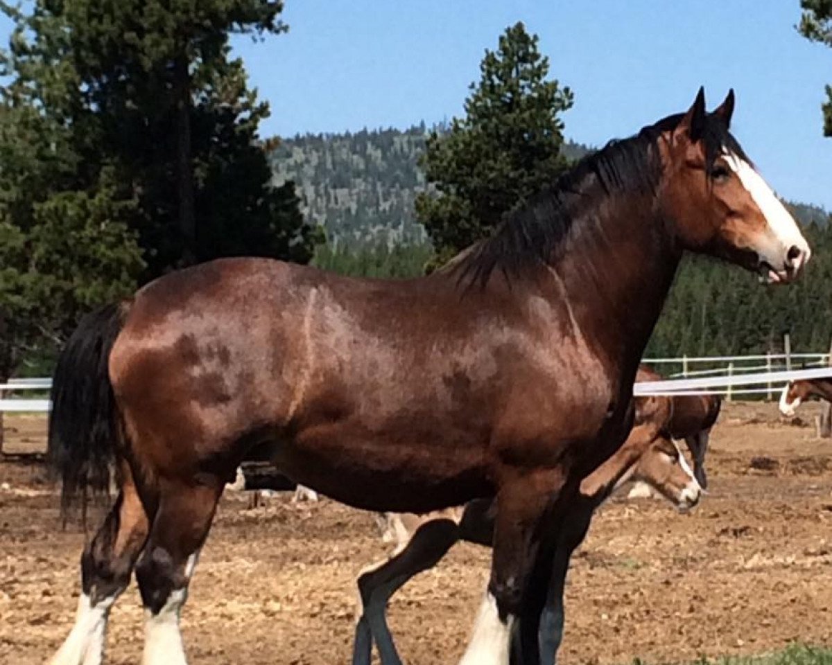 Zuchtstute G.S.F. Lilly May (Clydesdale, 2008, von Thistle Ridge Eaton Lord Lilly)