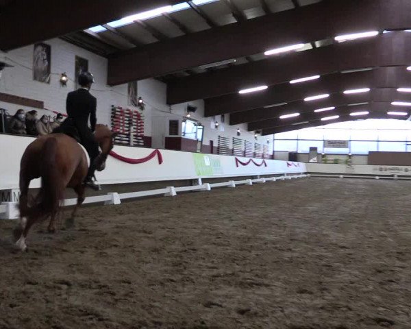 Hallen Dressur-Late-Entry Marl, Hof Rohmann 2021