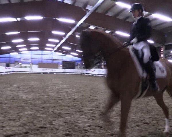 Hallen Dressur-Late-Entry Marl, Hof Rohmann 2021