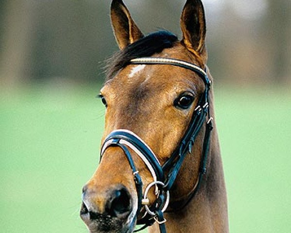 broodmare Lana (Westphalian, 2001, from Lancer III)