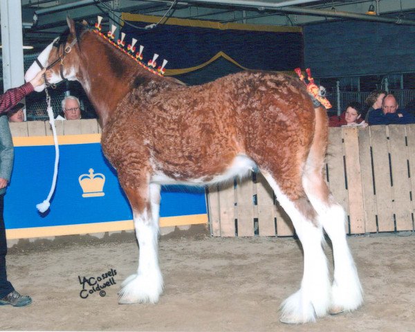 Pferd Freedom Majestic Ambassador (Clydesdale, 2009, von Freedom Royal Majestic)