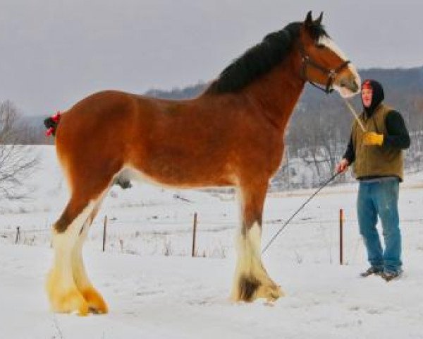 Deckhengst Freedom Lochy Victorious (Clydesdale, 2016, von Old Greenlaw Lochy)