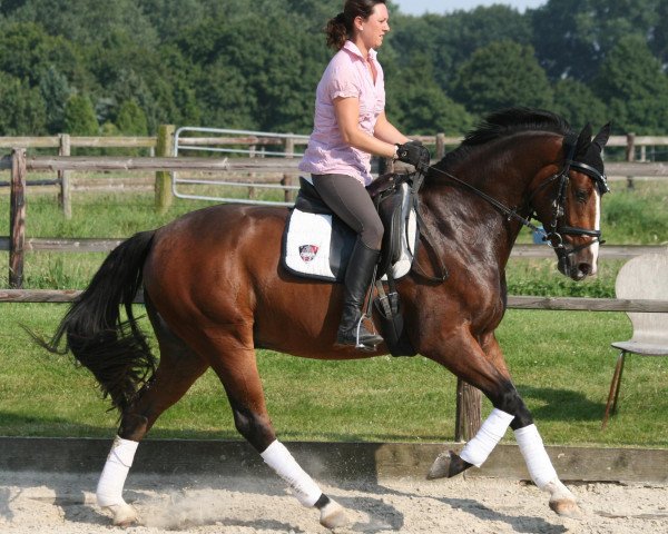 dressage horse Räuberjunge L (Westphalian, 2009, from Rohjuwel OLD)