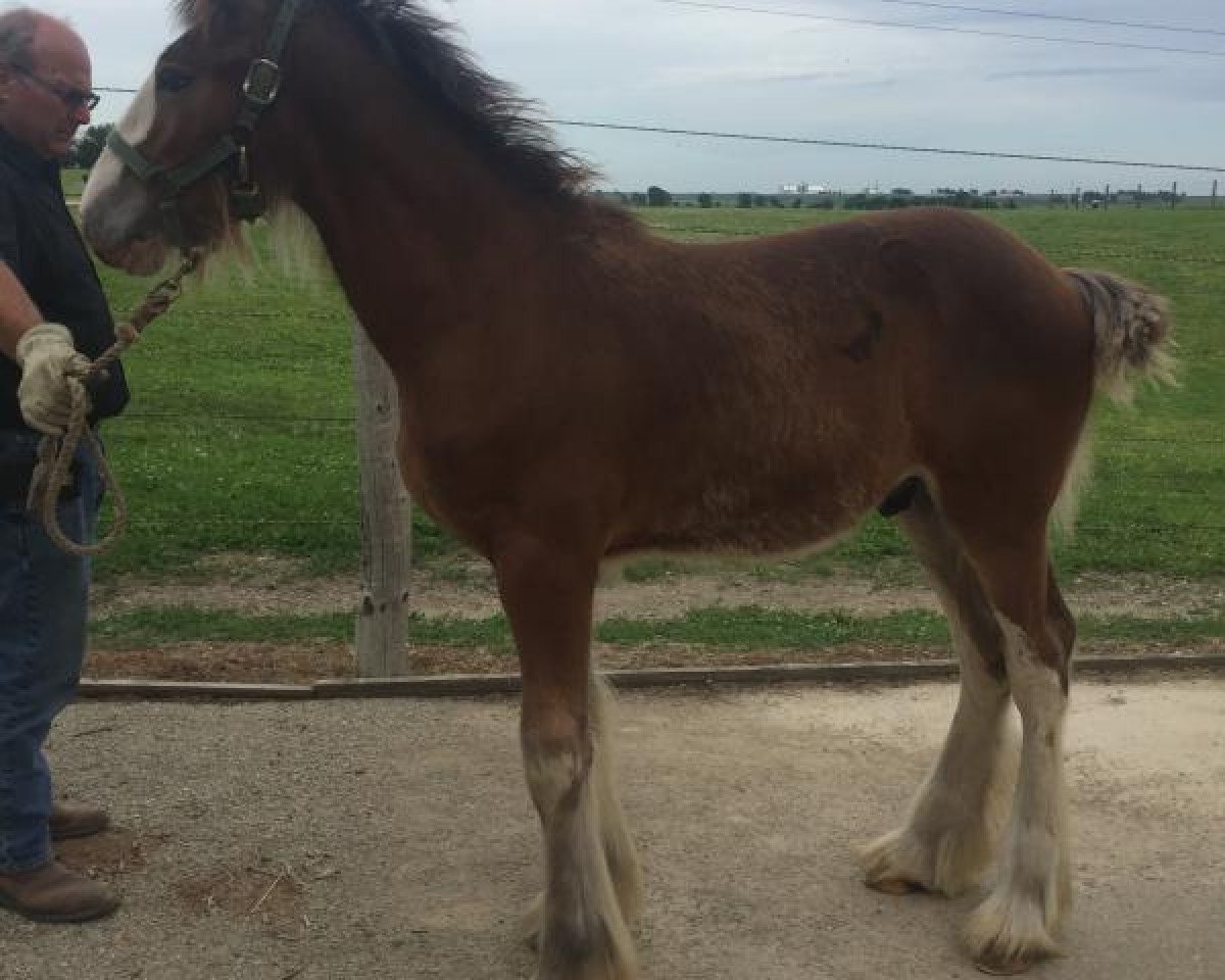horse Alamar SC Tate (Clydesdale, 2019, from Freedom Highland Sir Charles)