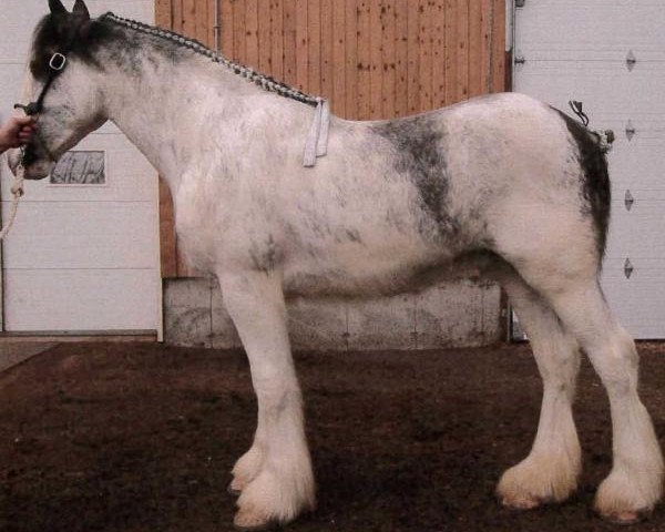 horse Forest Silver Pooka (Clydesdale, 2012, from Bud Ridge Silverado)