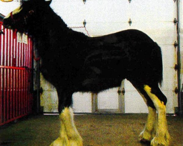 Pferd Forest Silver Idem (Clydesdale, 2012, von Bud Ridge Silverado)