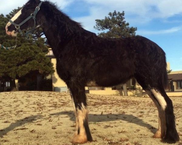 Zuchtstute Forest Silver Grace (Clydesdale, 2014, von Bud Ridge Silverado)