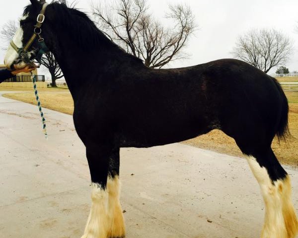 Zuchtstute Forest Silver Geisha (Clydesdale, 2011, von Bud Ridge Silverado)
